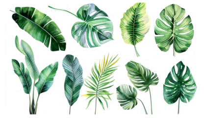 Set Collection Watercolor tropical leaves Modern green tropical leaves, clip art Botanical Illustration elegant watercolor illustration , green tropical leaves isolated transparent background, PNG
