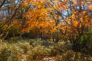 涌蓋山登山「登山道沿いの色付くカエデ」