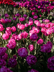 Obraz premium Tulips. Fields. Colourful. Flowers. Nature