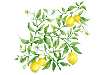 Lemon tree branch with flowers and fruits. Design for copying on fabric or wallpaper with citrus fruits, watercolor illustration with clipping path.