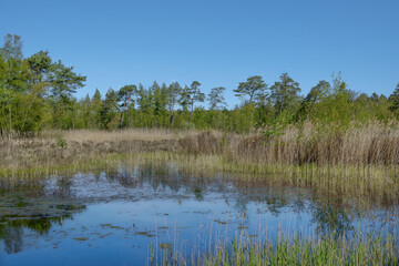 Elmpter Schwalmbruch Nature Reserve, Brueggen,Niederkruechten,lower Rhine region,Germany