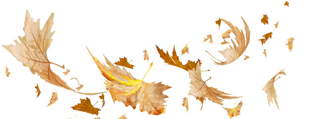 leaves traveling wind air autumn transparent background - obrazy, fototapety, plakaty