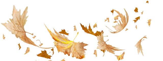 Foto op Plexiglas leaves traveling wind air autumn transparent background © sea and sun