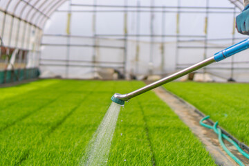 Fototapeta premium Watering the rice seedlings in the greenhouse. ビニールハウスで稲の苗に水をやる