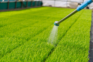 Watering the rice seedlings in the greenhouse. ビニールハウスで稲の苗に水をやる