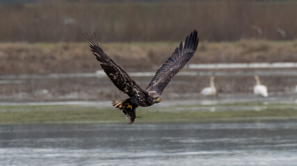 Obraz premium Eagle in flight
