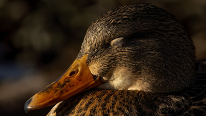 Sleepy duck