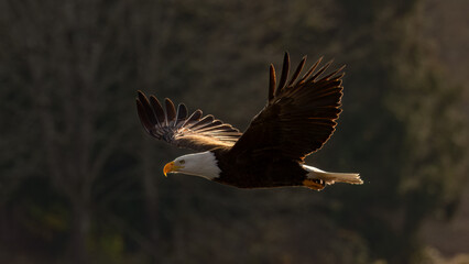 bald eagle in flight