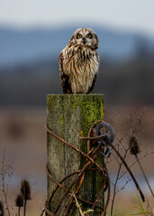 Owl on a post