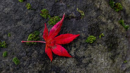 red maple leaf