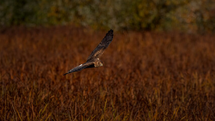 Northern Harrier