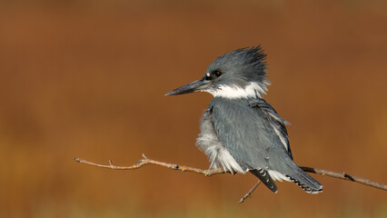 Belted Kingfisher