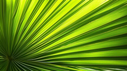 Obraz premium palm leaf background