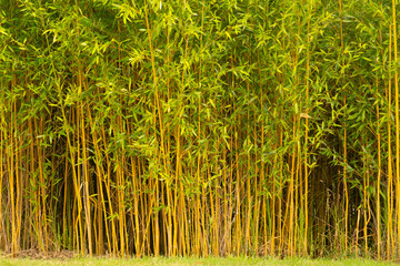thickets of bamboo, background of greenery