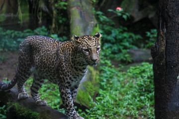 A leopard prowls along a moss-covered log in a lush, green forest enclosure. Its sleek, spotted coat blends with the natural surroundings, creating a sense of stealth and power as it moves through its