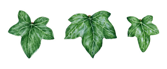 Ivy plant leaf element set watercolor illustration. Hand drawn close up green fresh hedera helix herb element collection. Evergreen garden plant botanical image. Ivy leaves on white background