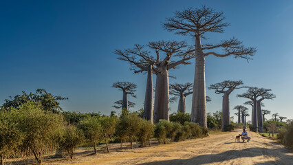 The famous Baobab Alley in the afternoon. Tall trees with thick trunks and compact crowns against a...