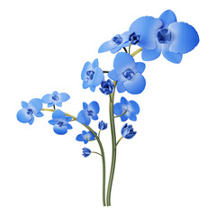 Branch with beautiful tropical orchid flowers on transparent background. Beautiful bright blue orchid on white background.