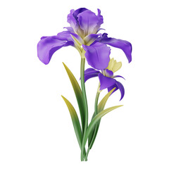 Purple iris flower with leaves isolated on a transparent background.