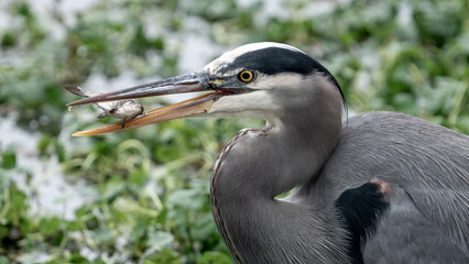 great blue heron