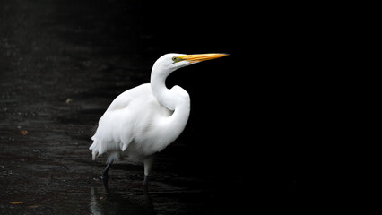 Egret