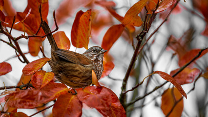 sparrow on branch