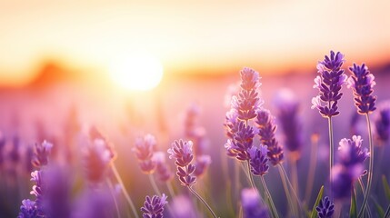 Lavender blooms in the field. sunset or sunrise over a lavender field with a tree