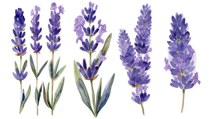 Watercolor illustrations of lavender flowers in various stages of bloom