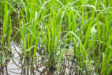 A lot paddy tree and ground and blurred background
