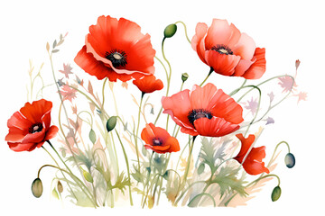 Red poppies on a background of green grass. watercolor illustration