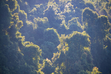 A lush woodland tapestry, adorned with vibrant green moss clinging to the rocks, creates a captivating natural carpet in the heart of a serene forest landscape