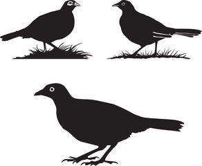 Quail black silhouette on white background 