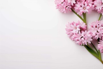 Pink Hyacinth Flowers on White Background