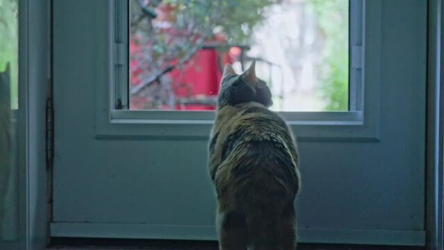 A calico cat walks up to an open screen, in a door, and looks out at the day, and decides to stay