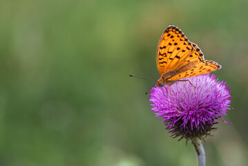 Orange butterfly Nymphalidae Melitaea on a thistle flower in a spring meadow.
