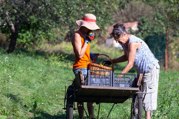 Female Adult Farmers Collecting Harvested Apples in Crates on an Old Market Chart Outdoors on...