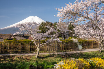 忍野村から富士山と桜