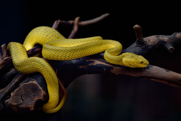 snake on a tree