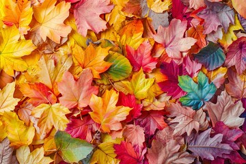 Naklejka na ściany i meble texture multicolored fallen leaves spectrum tiles, abstract bright autumn background leaf fall
