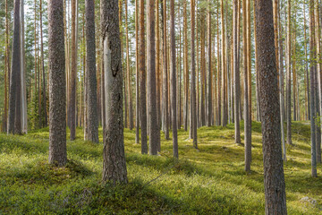 Springtime pine forest in Finland.