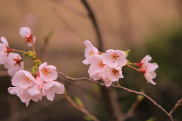 寒い日の桜
