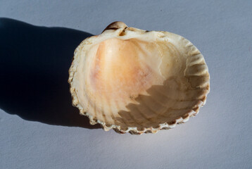 Close-up photo of inner side yellow-orange seashell.