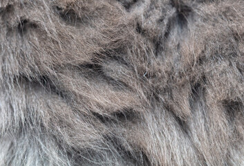 Cat fur as an abstract background. Texture