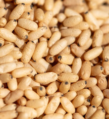 Close up of red ant eggs. Macro