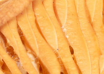 Close up of dry mushroom as background. Macro