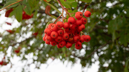red berries on a tree
