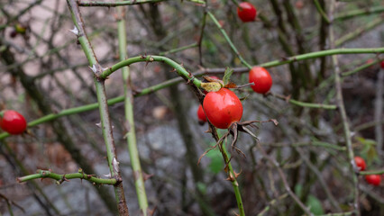 red rose berries on a bush