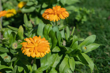 Orange pot marigold (Calandula officinalis) with filled blossom. Popular ornamental and medicinal plant.