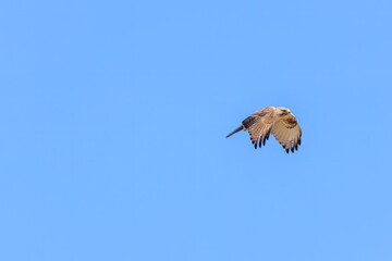 飛翔する美しいノスリ（タカ科）。

日本国栃木県栃木市、渡良瀬遊水地にて。
ラムサール条約登録地。
2024年1月19日撮影。

Beautiful Eastern Buzzard (Buteo japonicus, family comprising hawks) in flight.

At WATARASE Retarding Basin, Tochigi, Japan,
Ramsar Co
