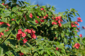 Orange-red blossoms of a peregrina bush (Jatropha integerrima).